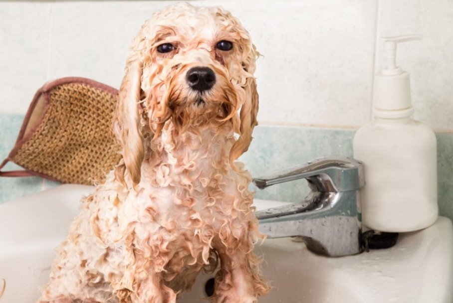Cách tắm cho chó Poodle tại nhà vừa đơn giản vừa sạch sẽ