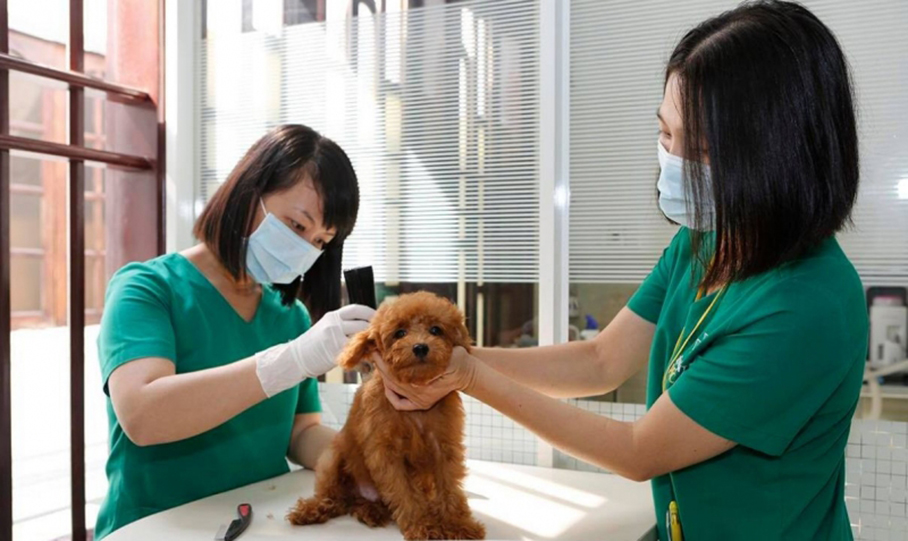 Top 5 dịch vụ chăm sóc thú cưng uy tín tại TPHCM - Bệnh Viện Thú Y PETCARE